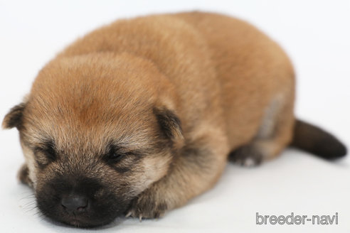 成約済の神奈川県の柴犬-342777の1枚目
